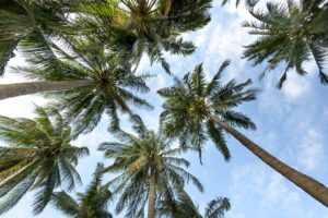 Palm Trees with Blue Sky
